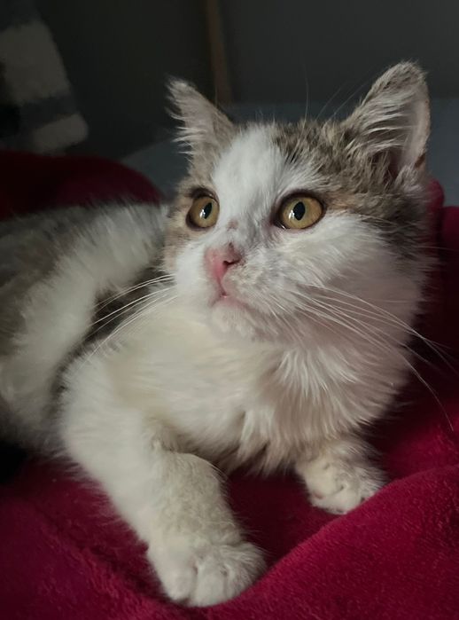 Przekochana Suszi błaga o dom..