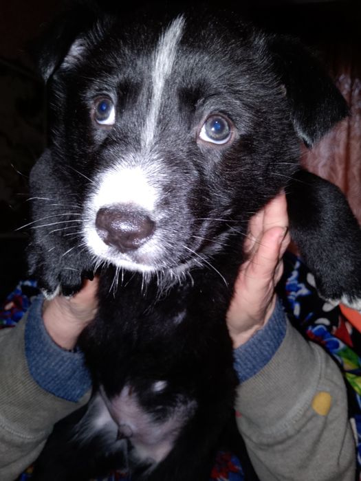 Отдамо в хороші руки маленьких цуциків.