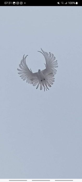 Vendo pombos brancos correios  de varias raças para soltar na  festa