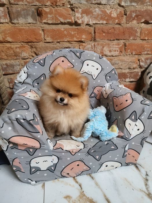 Pomeranian , szpic miniaturka