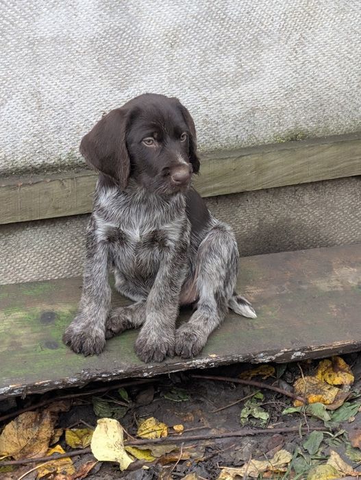 Цуценята Дратхаара