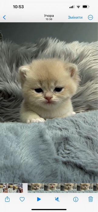 Блакитна голуба золота шиншила AY12 хлопчик і дівчинка британська