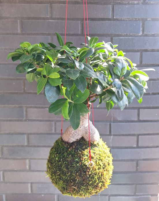 Kokedama - Bonsai Ficus