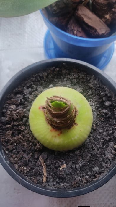 Кімнатні рослини,сукуленти