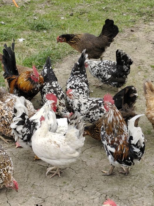 Jaja lęgowe. Liliput, cwergi, liliputki, karzełek polski