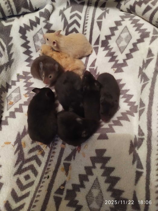 Хомяки , джунгарские хомяки