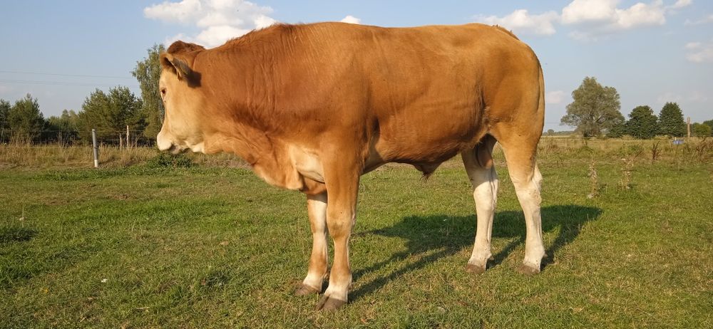 Buhaj,byk, rozplodnik Limousine