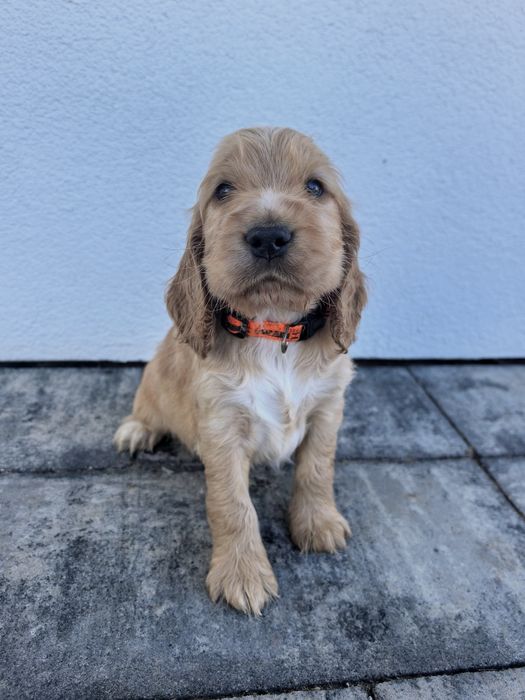 Śliczny szczeniak cocker spaniel