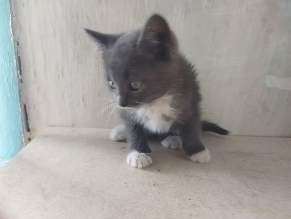 Віддам кошенят , є дівчата і хлопчик