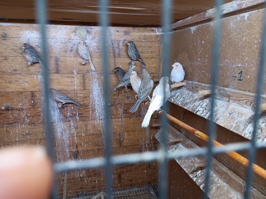 Magelanicos e cardinalitos