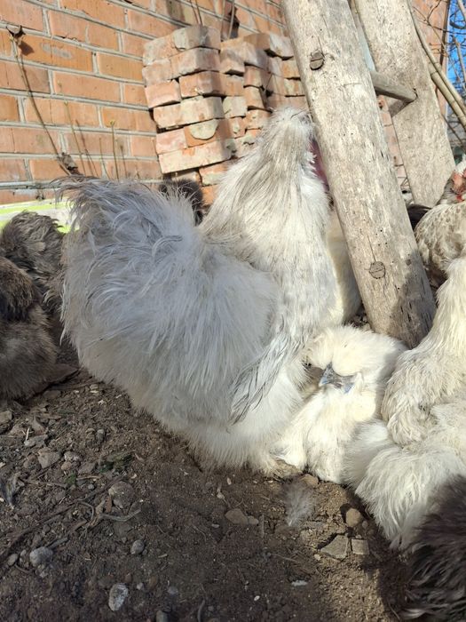 Китайські шовкові півні, пари