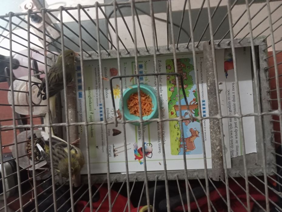 Kanarki, miniatura hiszpańska