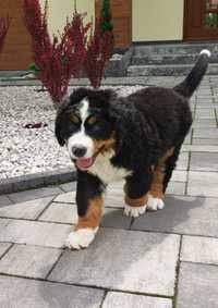 Berneński Pies Pasterski