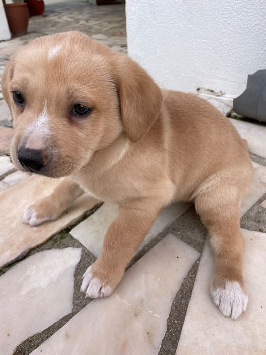 Doam-se macho e fêmea bebés