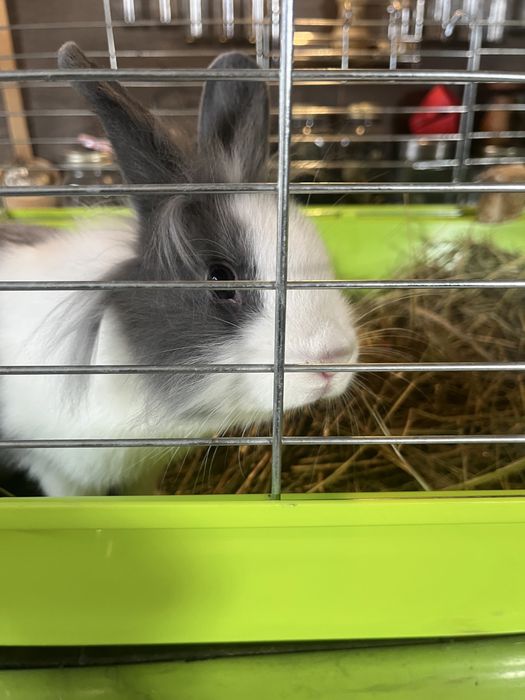 Oddam krolika miniaturke