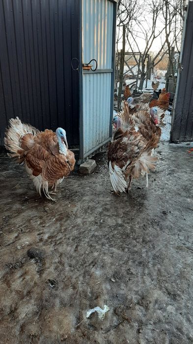 Індик бурбон на племмя