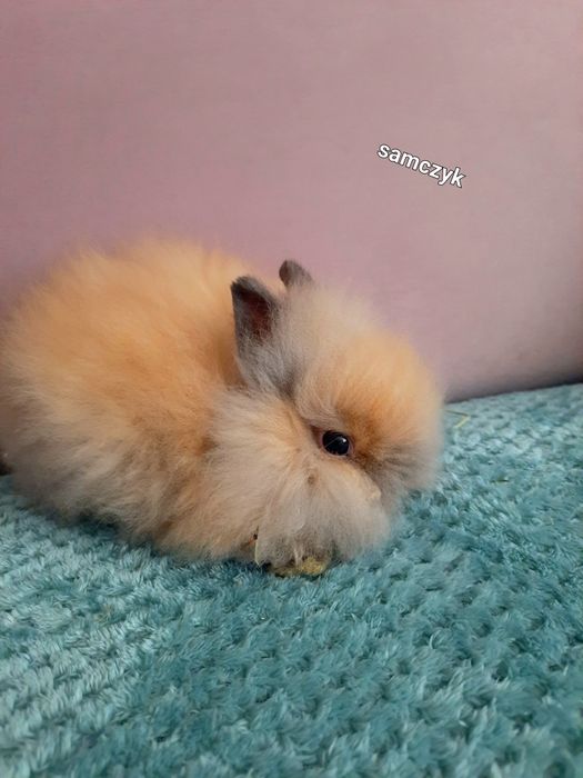 Królik Karzełek Teddy Długowłosy