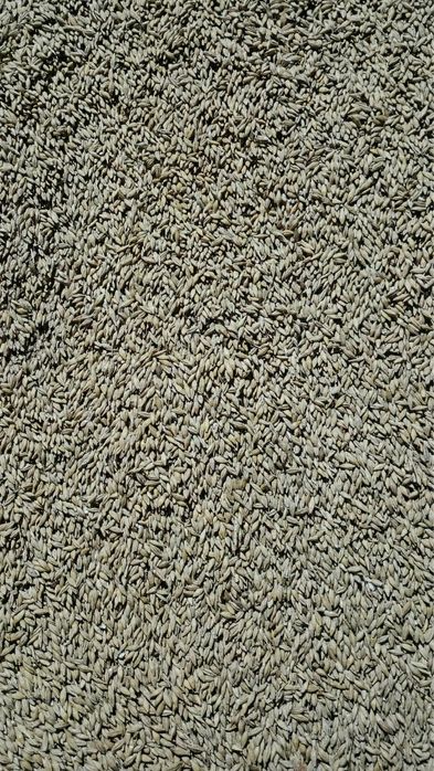 Jęczmień jary, rok po centrali