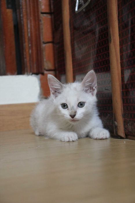 FÊMEA | Gatinha brincalhona disponível para Adoção Responsável