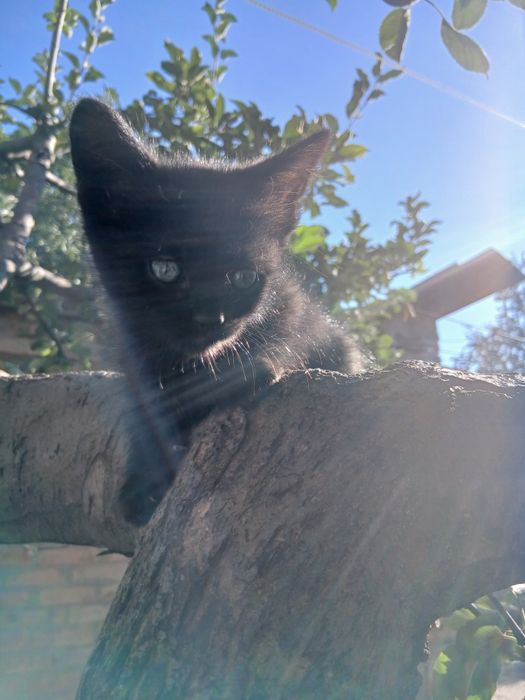 котята в хорошие руки