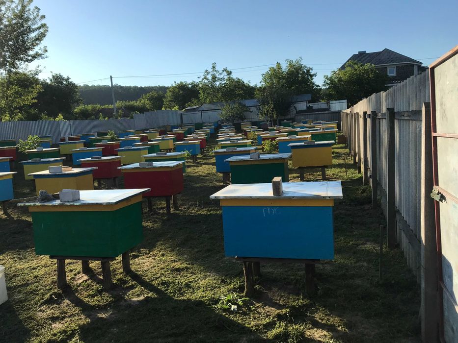 Продам бджолопакети, бджолосім’ї