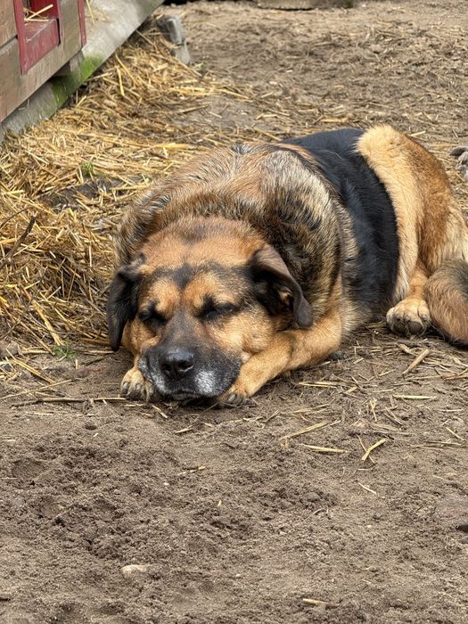Biedny stary pies z chorymi łapami pilnie szuka domu