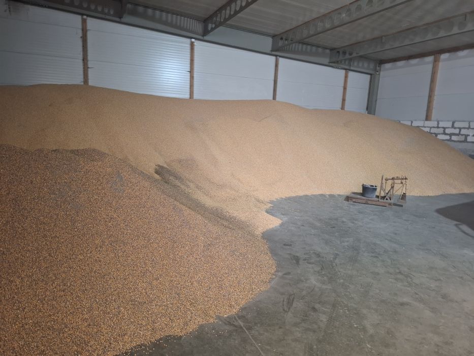 Kukurydza mocno suszona na opał