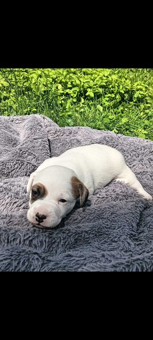 Jack russell terrier suczka nr.1 Stary Sącz