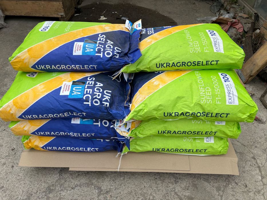 Гібрид соняшника Рапід