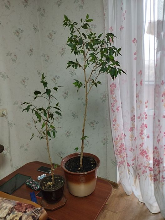 Продам фикус вместе с вазоном