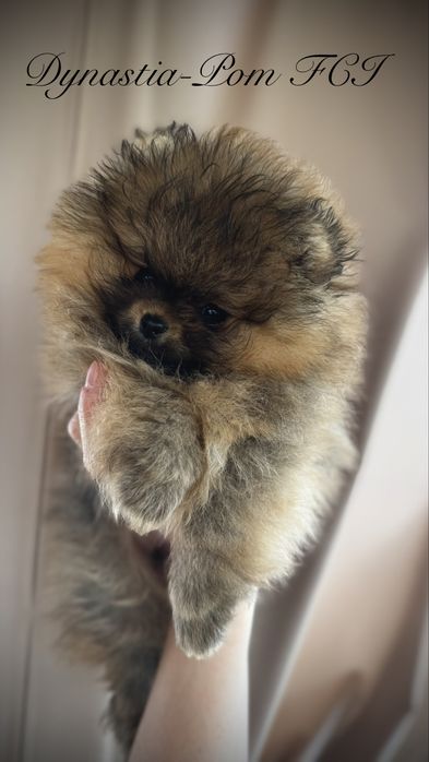 Szpic miniaturowy pomeranian FCI