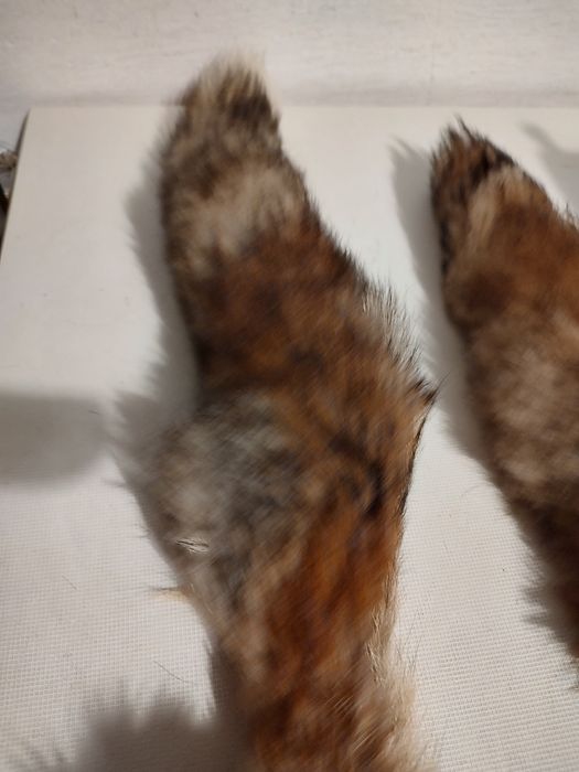 Ogony z lisa rudego 2 szt