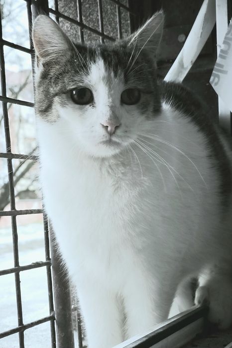 Kociak Bolek i Lolek - słodziaki szukają domu