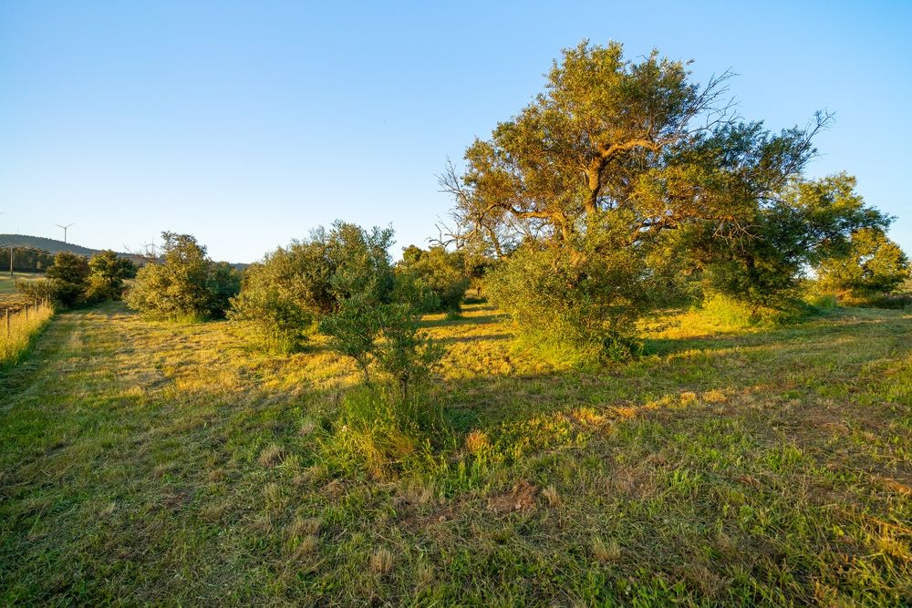 Terreno em Penamacor