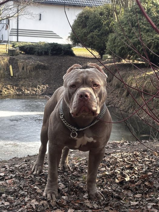 Amstaff reproduktor LILIOWY. Jedyny taki!