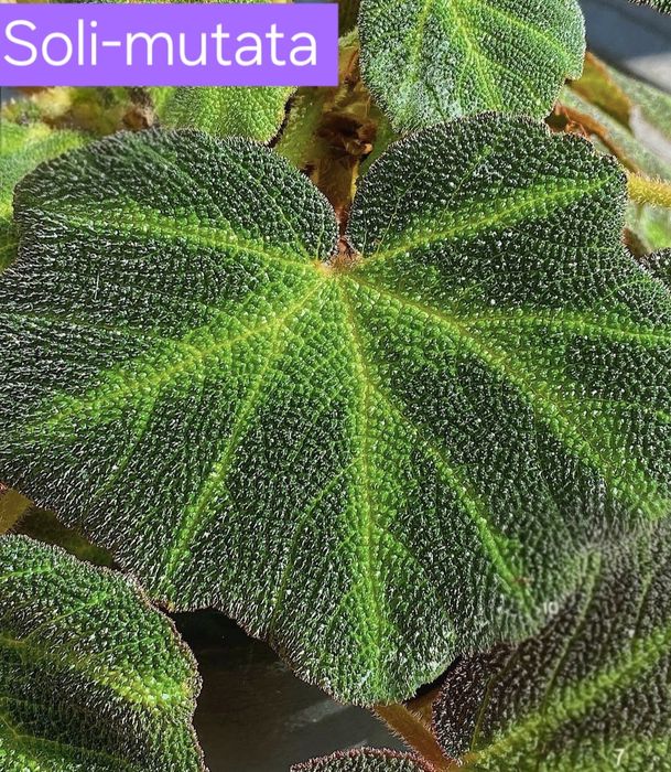 Бегонія сортові дітки