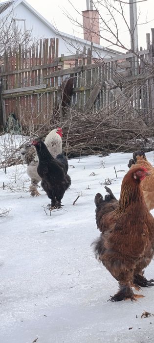 Инкубационные яйцо Брама