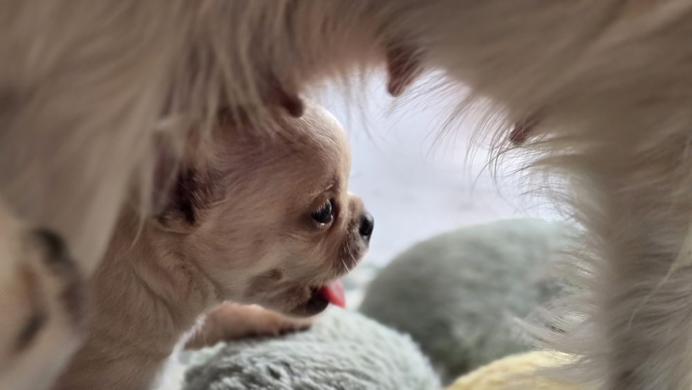 Chihuahua, chłopczyk
