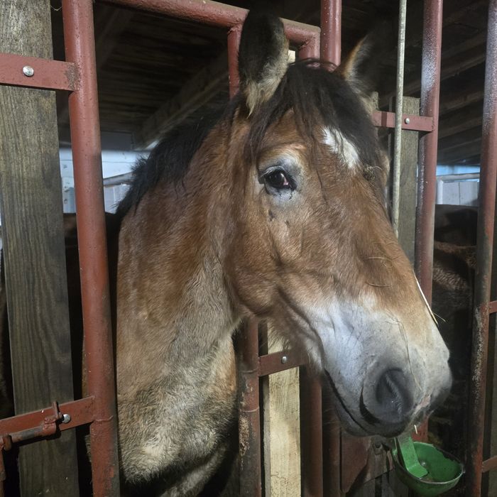 Klacz źrebak pkz koń polski koń zimnokrwisty