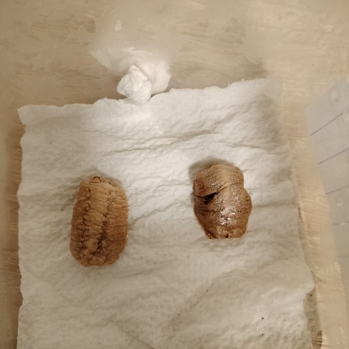 Ooteka Parasphendale Agrionina