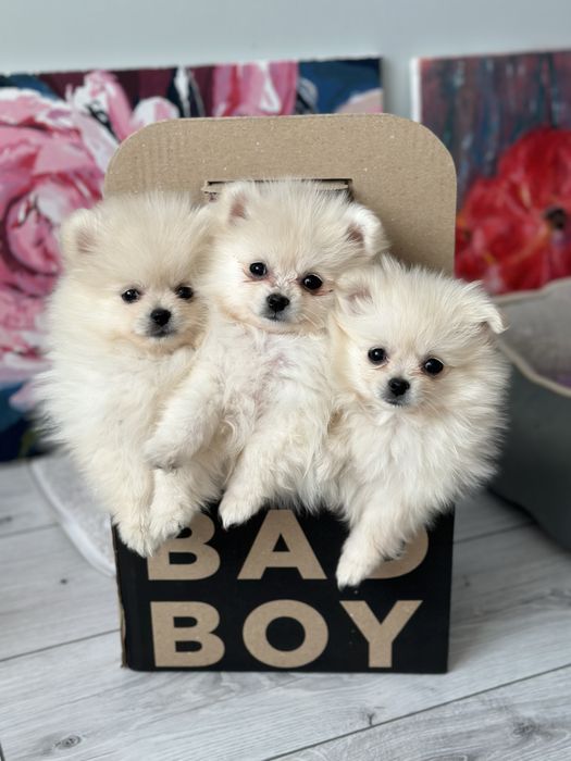 Вязка померанського шпіча, розвязаний