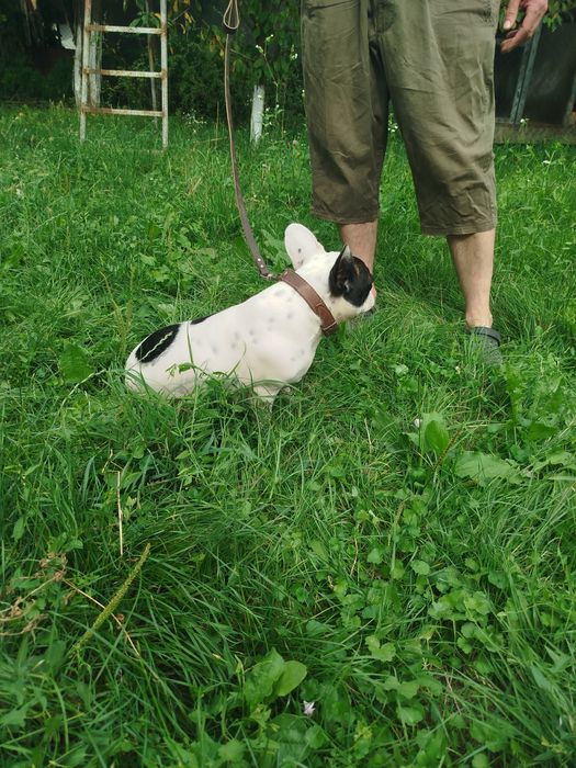 Французький бульдог