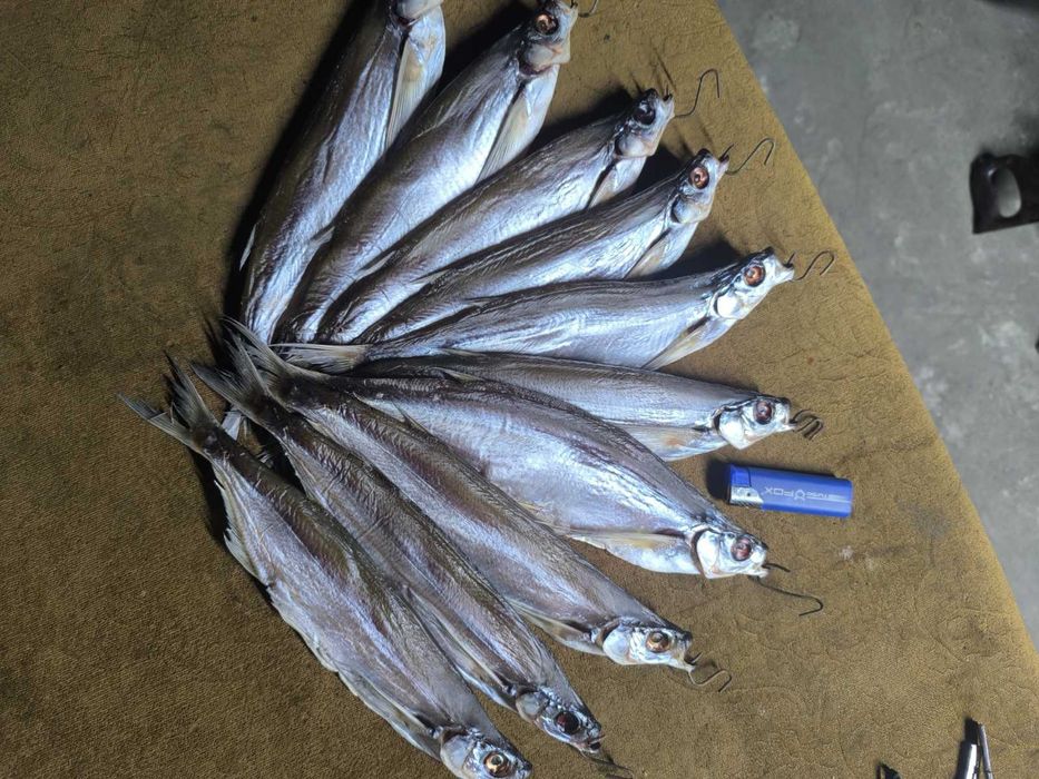 Вяленая густера,плотва,чехонь, подлещик