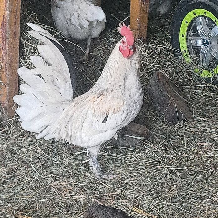 Koguty liliputy różne  do wyboru