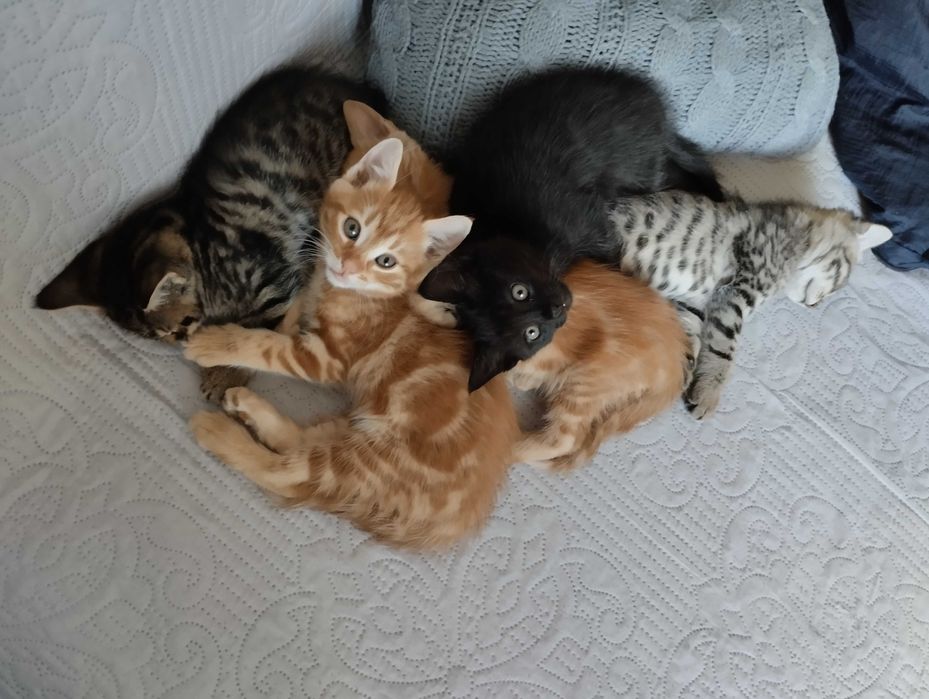 Ко́шенята шукають  люблячу ролину