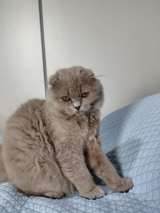 British longhair