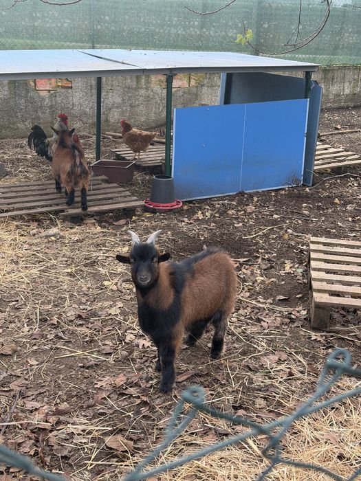 Cabras anãs bicolores