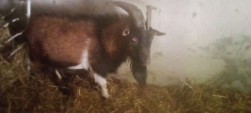 Tenho cabritos anões para ceder