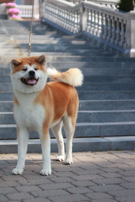 Akita suczka FCI