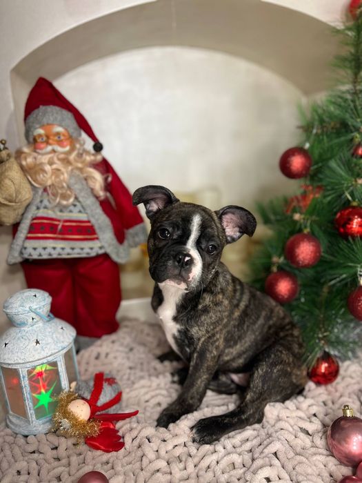 Французькі бульдожки